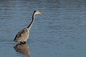 David Plant Photography - Wildlife Photographer - Grey heron hunting - G